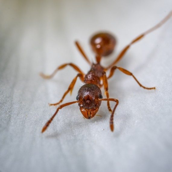 Field Ants, Pest Control in Earlsfield, SW18. Call Now! 020 8166 9746