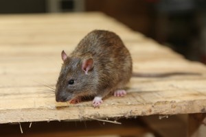 Rodent Control, Pest Control in Earlsfield, SW18. Call Now 020 8166 9746