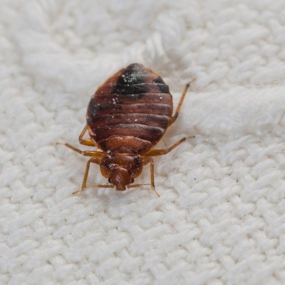 Bed Bugs, Pest Control in Earlsfield, SW18. Call Now! 020 8166 9746