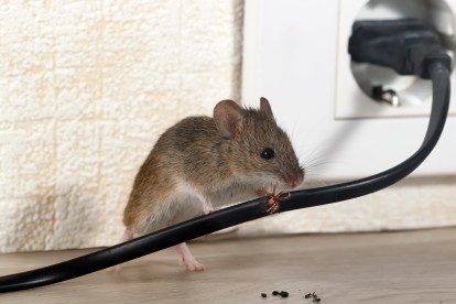 Pest Control in Earlsfield, SW18. Call Now! 020 8166 9746