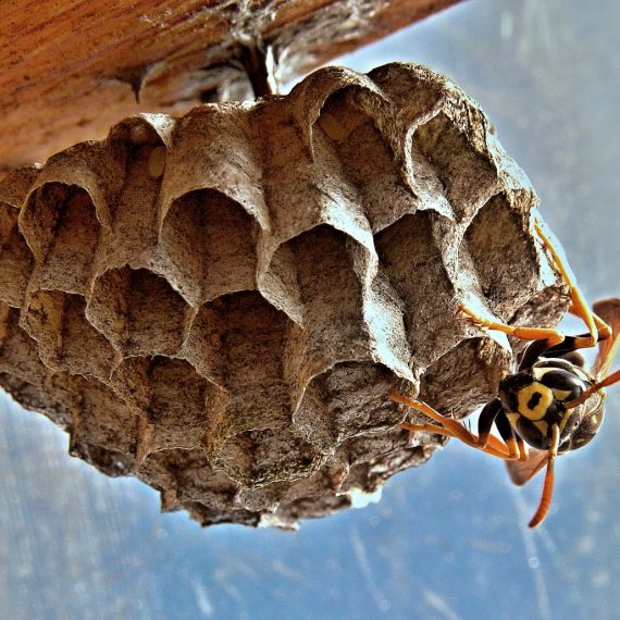 Wasps Nest, Pest Control in Earlsfield, SW18. Call Now! 020 8166 9746